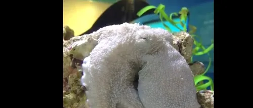 O caracatiță și-a schimbat culoarea în timp ce dormea, iar cercetătorii nu știu exact de ce | VIDEO