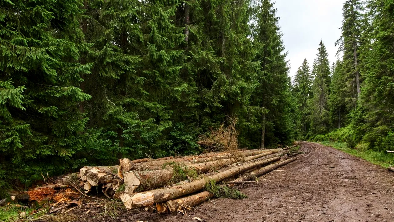 Percheziții în mai multe județe, într-o operațiune națională ce vizează infracțiuni silvice, informatice și economice