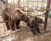 „Grădină zoologică” ILEGALĂ cu urși și lei, descoperită în Dâmbovița. Garda de Mediu a aplicat amenzi de 120.000 lei