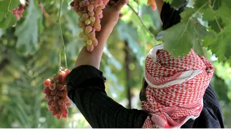 Reportaj WSJ. Cum arată Califatul în campania de propagandă a ISIS
