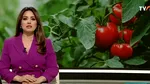Piețele românești, mai pline de roșii! Inspectorii le verifică dacă conțin pesticide peste limita legală