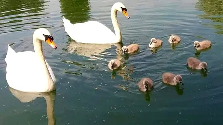 Primarul Negoiță, recompensă pentru puii de lebădă dispăruți din Parcul IOR: 