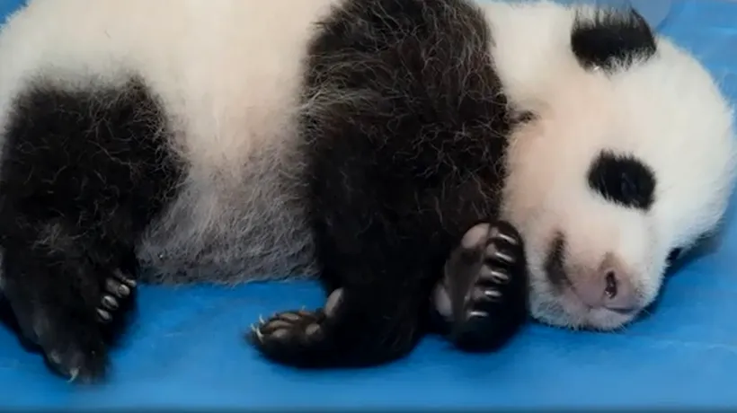 VIDEO. Filmulețul emoționant lansat de Grădina Zoologică din Washington, dedicat unui pui de urs panda