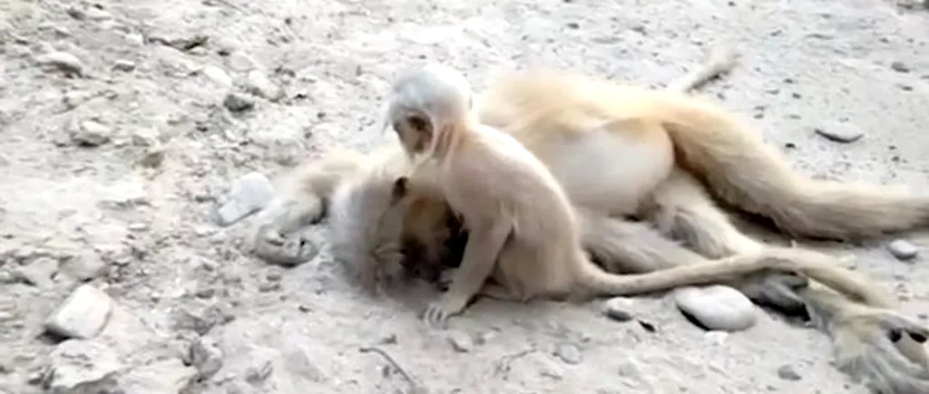 Imagini impresionante. Un pui de maimuță încearcă să își trezească mama care a murit electrocutată - VIDEO