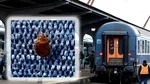 Tren infestat cu ploșnițe între Timișoara și Arad. CFR Călători a retras din circulație vagonul afectat. Care sunt procedurile