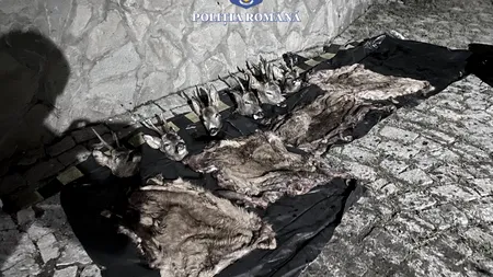 Bistrița-Năsăud: Trei francezi și un român, prinși în timp ce vânau ilegal cerbi și căprioare | VIDEO