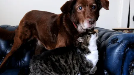 O pisică, ghid pentru un câine orb