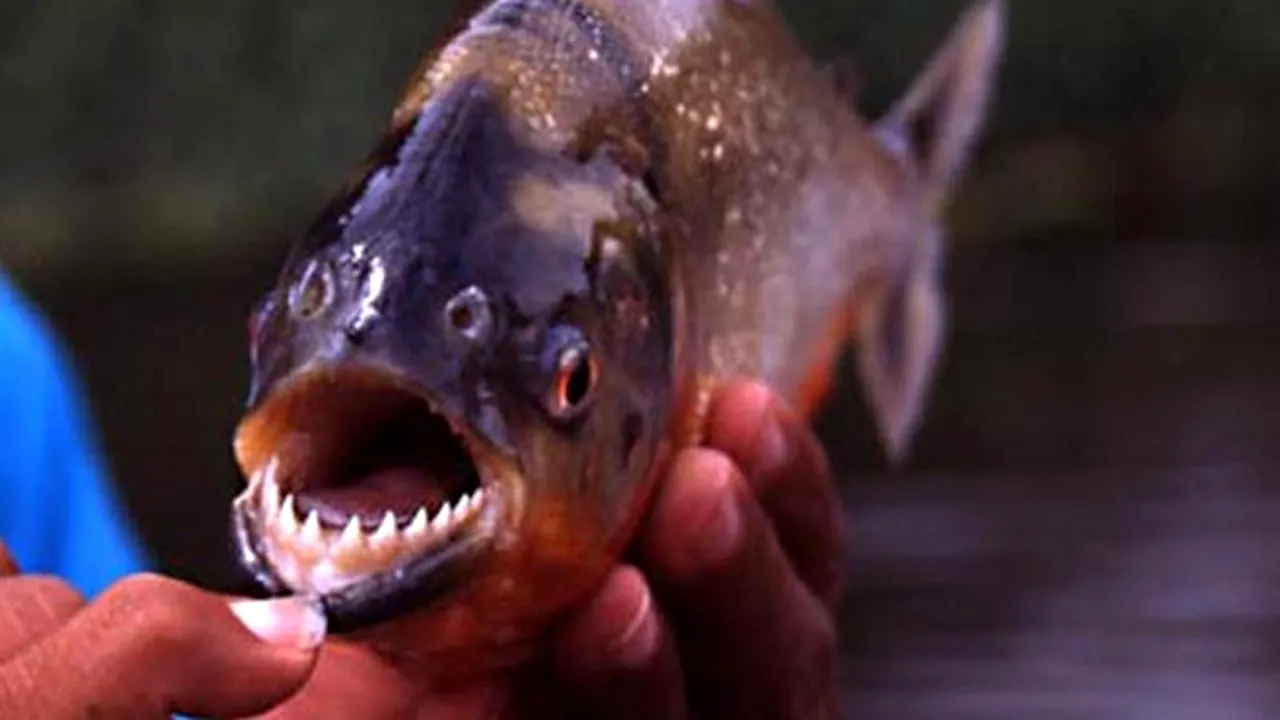 Pește piranha pescuit dintr-un lac din Maramureș: Sunt turiști care fac baie - FOTO