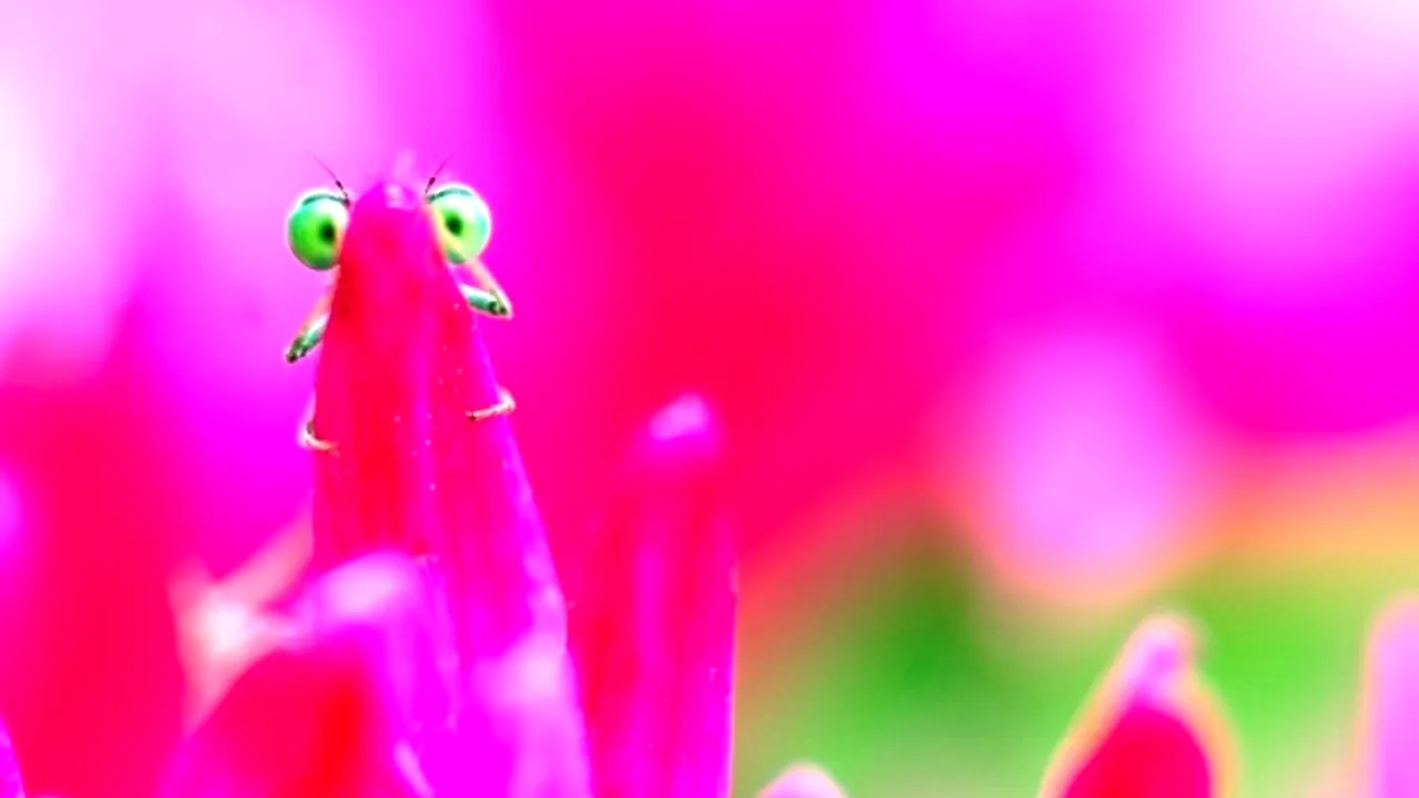 Fotografiile unui artist român, publicate de cotidianul britanic „The Guardian