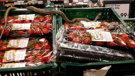 #cugandullaanimale. Șarpe inofensiv și protejat, ucis de angajații unui magazin Kaufland după ce a fost găsit printre fructe și legume. Șeful DSP a încercat să îl salveze