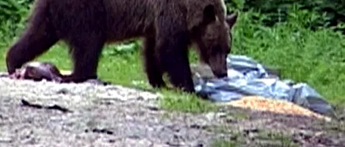 PĂDURAR ATACAT DE URS, în județul Argeș. La scurt timp, un al doilea pădurar a fost atacat și rănit. Prefect: Ursul a fost împușcat