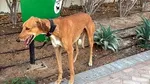 Influencerii și expații care pleacă din Dubai își abandonează animalele de companie. ONG-urile sunt „copleșite”