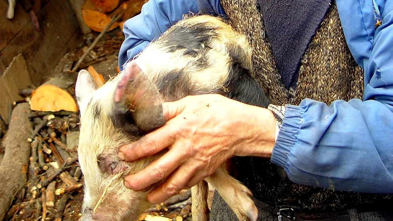 Porcii mistreți au adus PESTA PORCINĂ AFRICANĂ din Ucraina, iar românii AU RĂSPÂNDIT-O în sud-estul țării. Oamenii de la filtre lucrau doar OPT ORE PE ZI