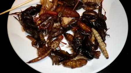 După viermele galben uscat și lăcusta călătoare, o nouă insectă poate fi folosită ca aliment în UE. Comisia Europeană a autorizat-o pentru consum