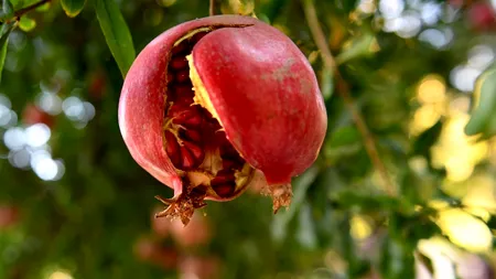 RODIA, fructul minune. BENEFICIILE pe care le aduce PIELII și PĂRULUI tău