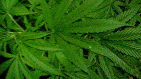 Trei bărbați suspectați că ar fi cultivat canabis pe un teren din Argeș au fost reținuți