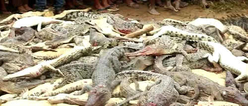 300 de crocodili MASACRAȚI cu bestialitate de o mulțime FURIOASĂ în Indonezia