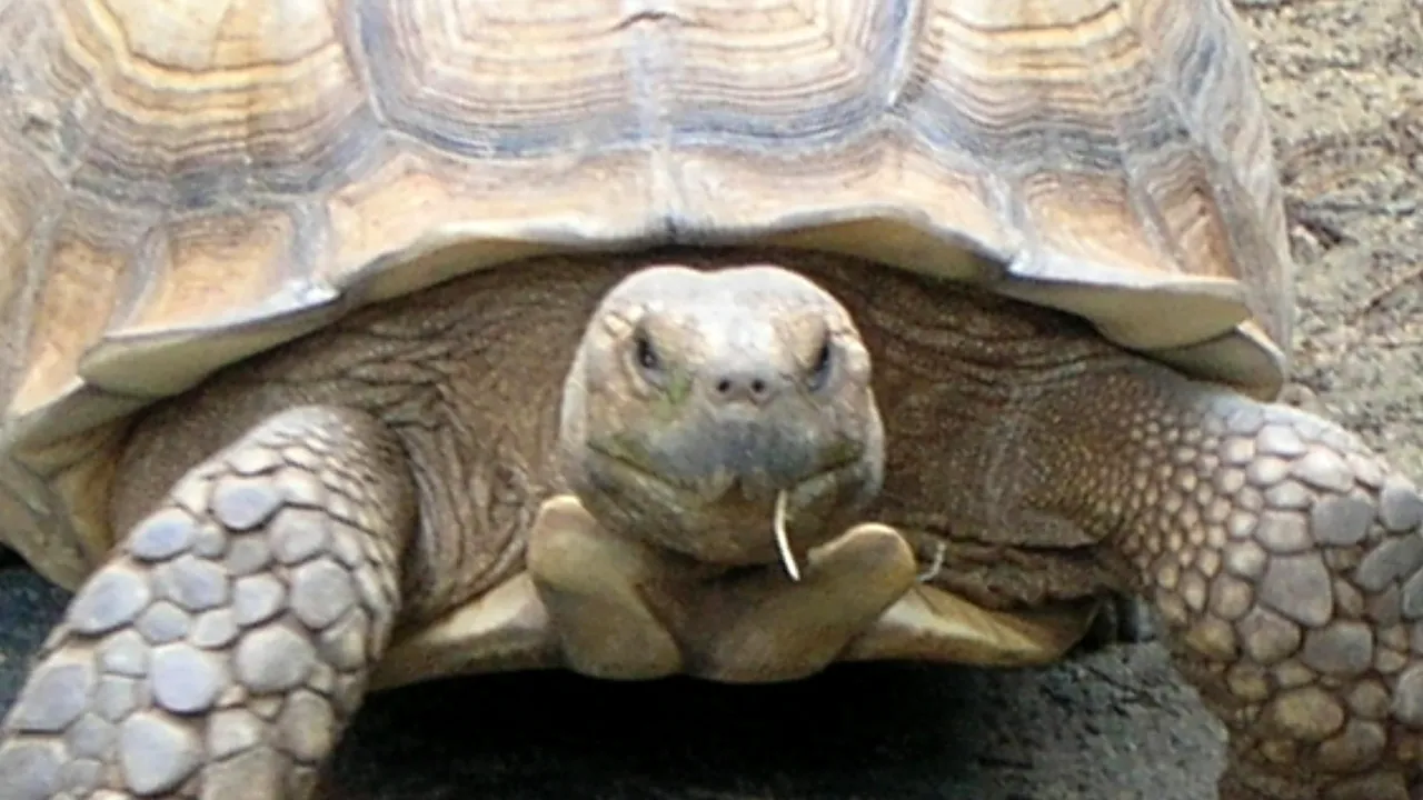 O specie de broască țestoasă considerată dispărută a fost redescoperită în Ecuador