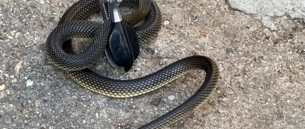 Un șarpe de doi metri, găsit într-o casă din Slatina