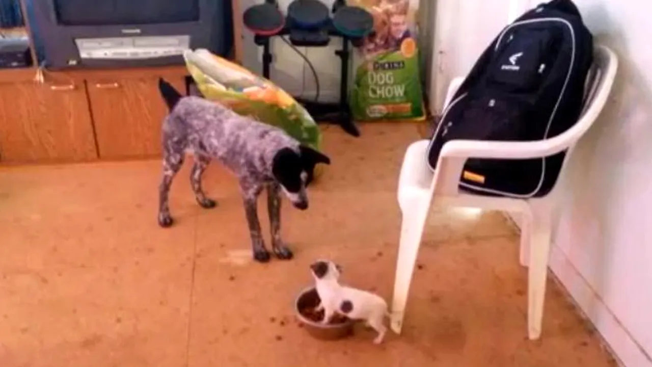 Clipul care a amuzat zeci de mii de internauți. 