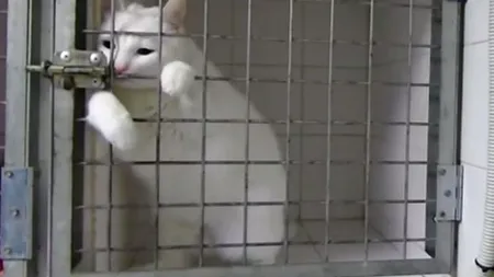 SURPRINZĂTOR. Cum reușește această pisică să deschidă cușca în care era închisă