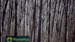Pierderi financiare mari în cinci ani consecutivi pentru şase Direcţii Silvice de la Romsilva/ Raportul Corpului de Control, trimis la Parchet