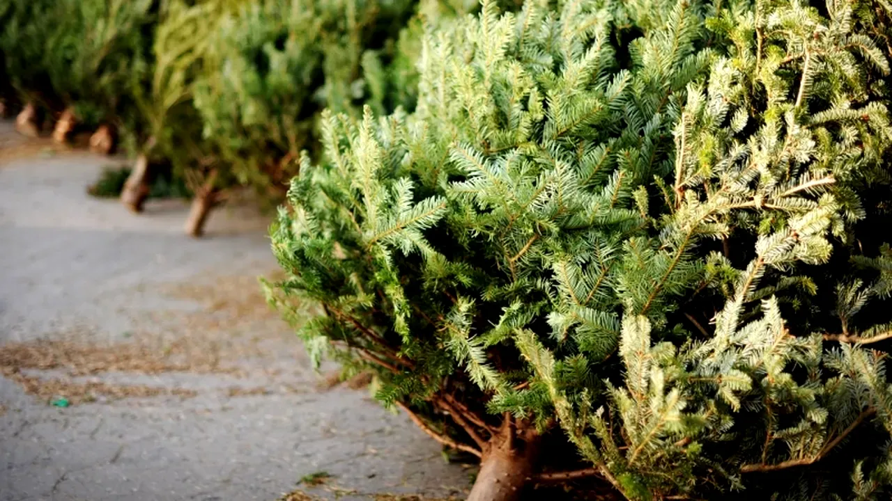 Ce reguli trebuie să respecte românii care vor să scape de brazii de Crăciun. ANMAP a transmis mai multe recomandări