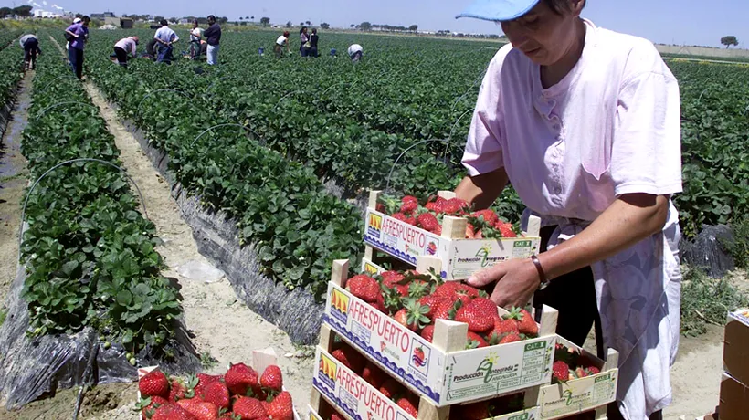 800 de locuri de muncă la cules de căpșuni în Spania, disponibile prin agenții de șomaj. Cât se plătește pentru o zi de muncă