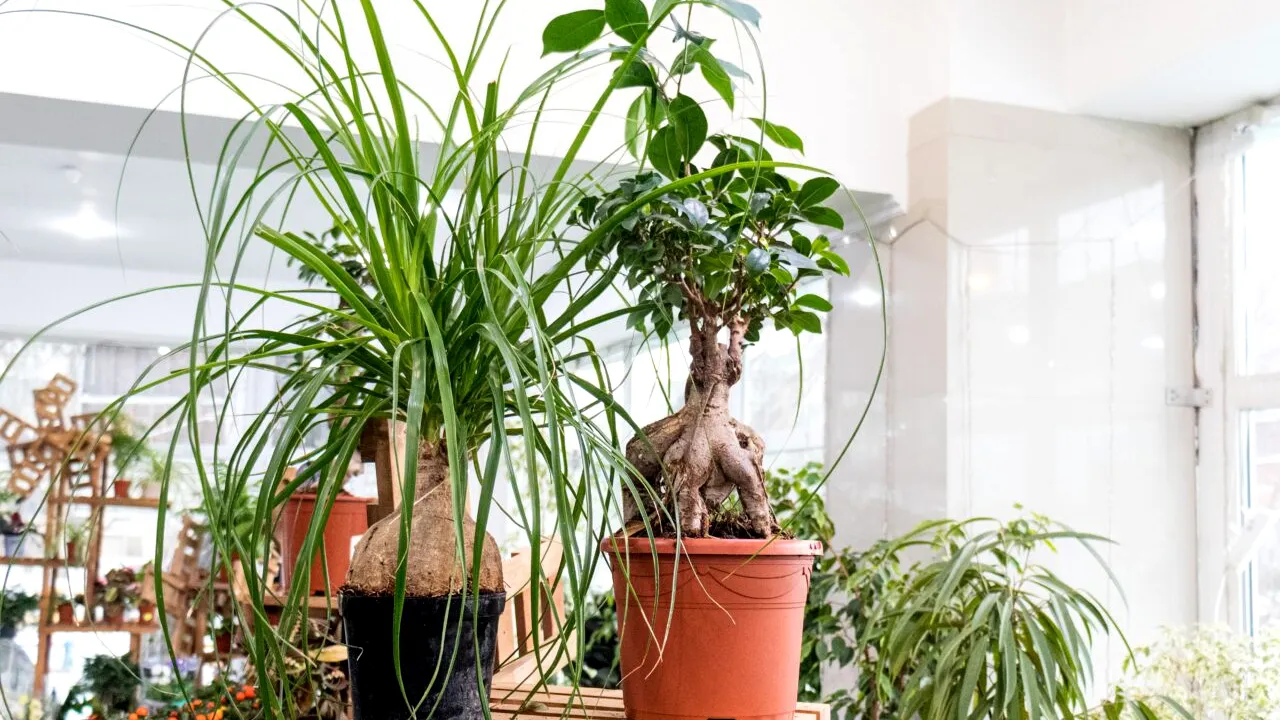 Locul benefic din casă pentru plantele de apartament. Unde e bine să le așezi toamna