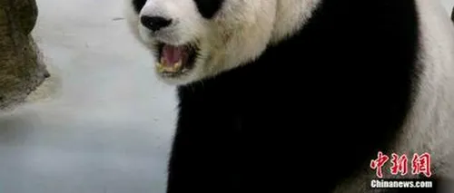 O ursoaică panda de la grădina zoologică din Taiwan a simulat o sarcină, pentru a primi mai multă atenție