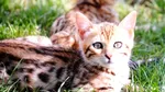 Cele mai premiate feline din România pot fi admirate weekendul acesta la Mall Drumul Taberelor