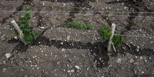 Guvernul francez plătește pentru smulgerea viilor din Bordeaux. Vinul roșu de Bordeaux ar putea ajunge alcool pentru parfumuri