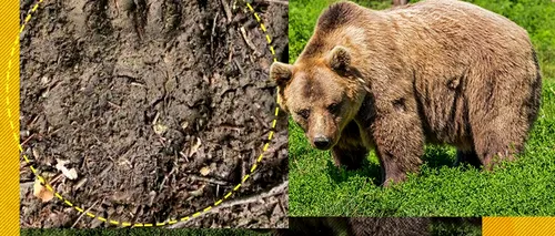 După sute de ani, au fost descoperite urme de urs în pădurile de lângă Iași. Oamenii de știință sunt surprinși, fiind vorba de o zonă de câmpie