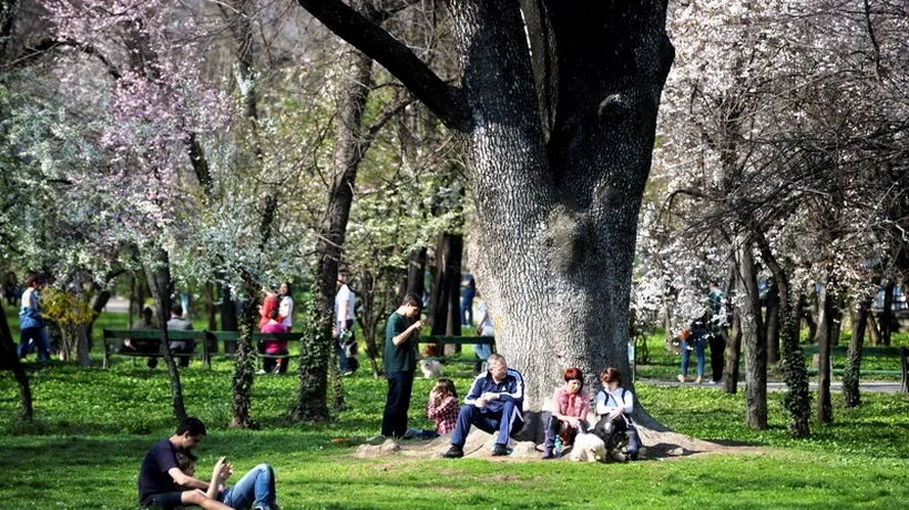 Primăria Capitalei vrea să obțină 170.000 de euro pentru arboriii ocrotiți din parcurile Carol și Cișmigiu