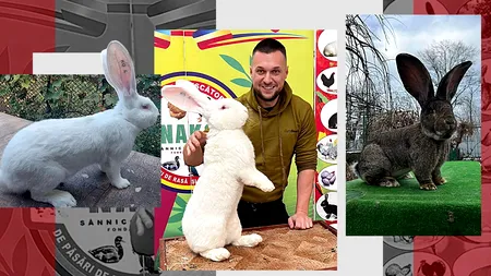 EXCLUSIV | Bănățeanul care crește cei mai mari iepuri din România a dat lovitura chiar pe 1 Decembrie. „Urecheații” săi, campioni naționali!