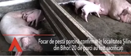 PESTA PORCINĂ: În Bihor 20 de porci au fost sacrificați. În Teleorman se vor aloca 84.000 de lei pentru limitarea efectelor virusului
