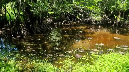 Iluzie optică virală | Identificați crocodilul ascuns în această fotografie!