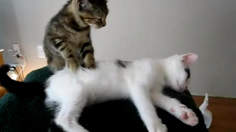 VIDEO. Cum se bucură de masaj două feline