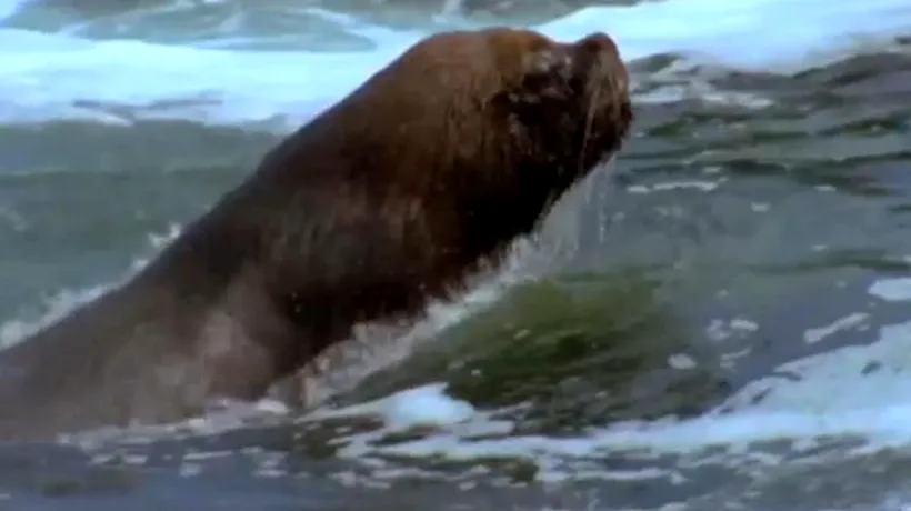 Lupta pentru supraviețuire a unei caracatițe, prinsă în capcana unui leu de mare. VIDEO 