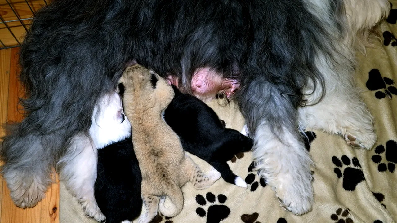 Un pui de leu a fost adoptat de o cățelușă la o grădină zoologică privată din estul Poloniei 