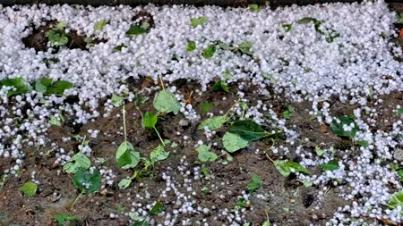 O ploaie de GHEAȚĂ s-a abătut asupra orașului sucevean Dolhasca, unde a fost cod portocaliu timp de aproape o oră