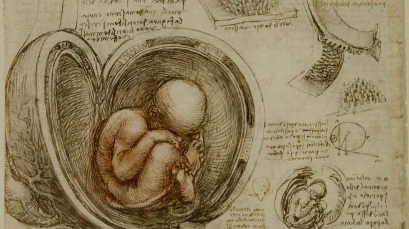 GALERIE FOTO. Mai multe de schițe ale lui da Vinci despre corpul uman, expuse în premieră la Buckingham Palace