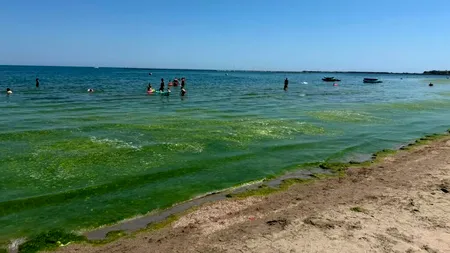 Turiști revoltați în Mamaia de „munții” de vegetație din apă. Administrația Bazinală Dobrogea-Litoral spune că plajele sunt curățate noaptea