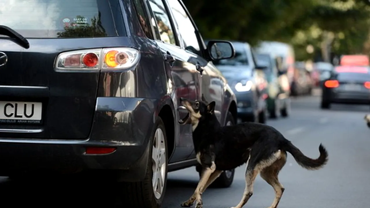 Bunica băiatului ucis de câini a sunat la Poliție după 20 de minute de la dispariția nepoților săi
