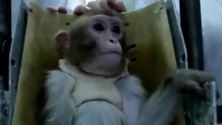 Savanții ruși speră să trimită patru maimuțe pe planeta Marte în anul 2017
