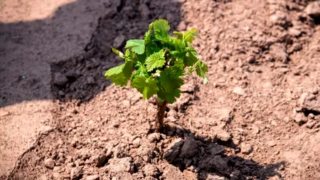 Val de frig devastator. RĂSADURILE românilor sunt în pericol major