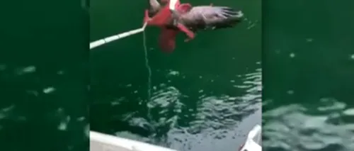 Luptă incredibilă între un vultur și o caracatiță, în care vânătorul a devenit vânat. Cum s-a sfârșit totul - VIDEO