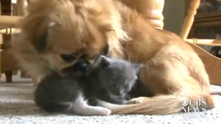 VIDEO. Animale cu suflet mare. Cum a adoptat un pechinez un pui de pisică
