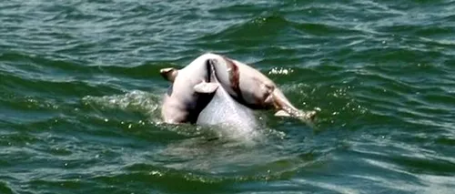 Imaginea care redefinește emoția: ce face o femelă delfin cu puiul ei mort. FOTO