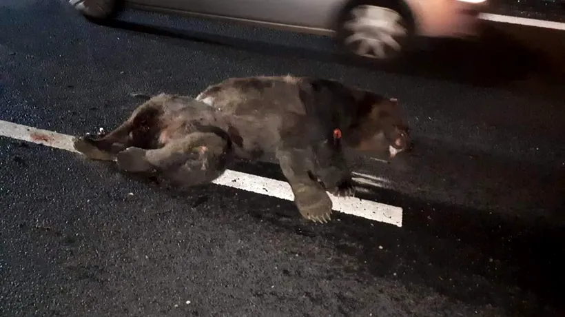 #cugandullaanimale. Un urs a fost călcat de mașină pe autostradă: „Autoritățile sunt pur si simplu criminale! Nu există pasaj pentru animalele sălbatice! 